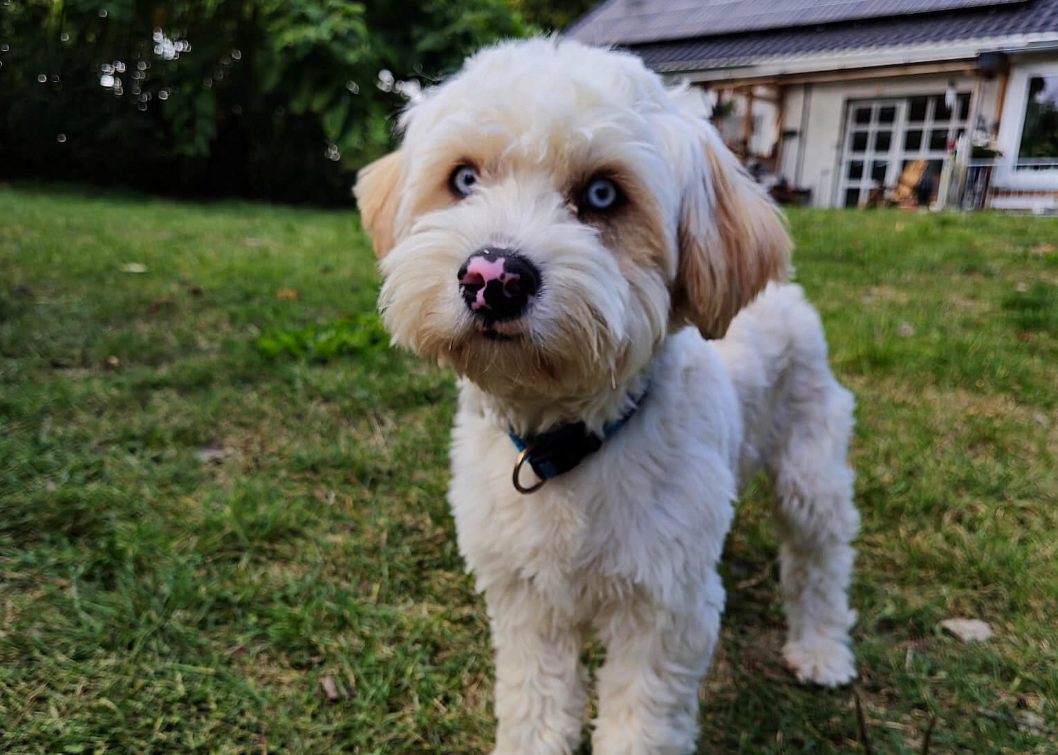 Neugieriger Hund – Gassiservice