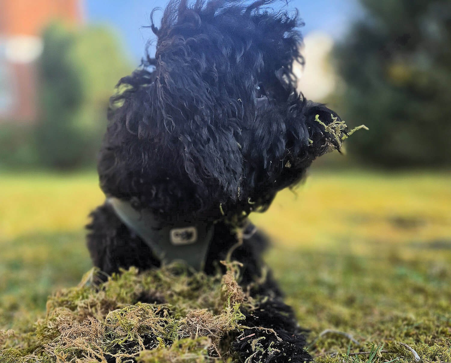 Hund beim spielen im Gras